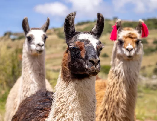 Llamas 