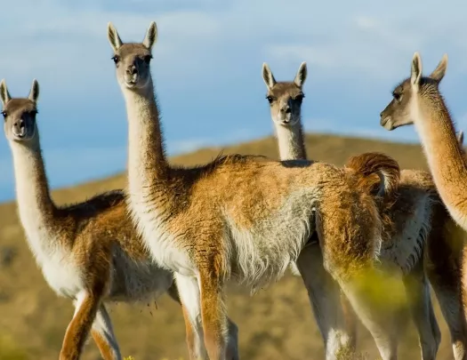 Close up shot of four llamas.