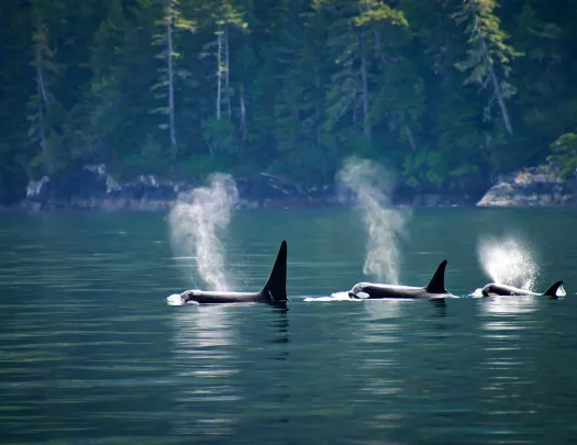 Three orcas in a row at Telegraph cove at Vancouver Island, British Columbia, Canada.
