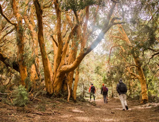 Group of people hiking through a forest filled with tall trees