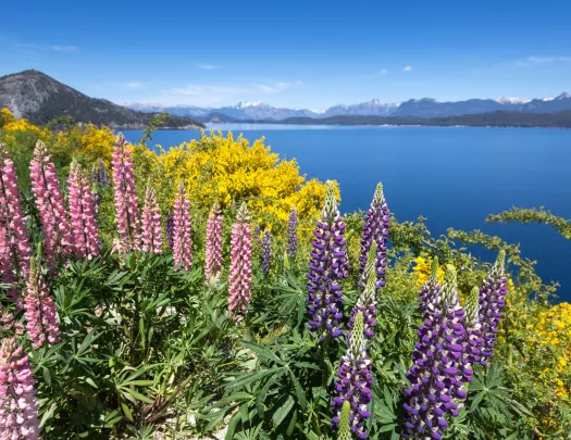 Pink and purple flowers on a hill, looking out to a lake