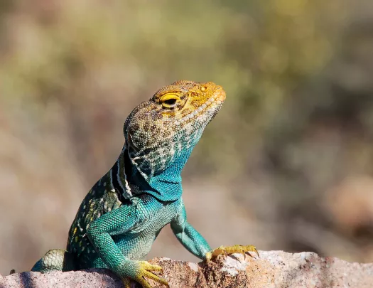 Collard Lizard Basking on a Rock in Arizona.