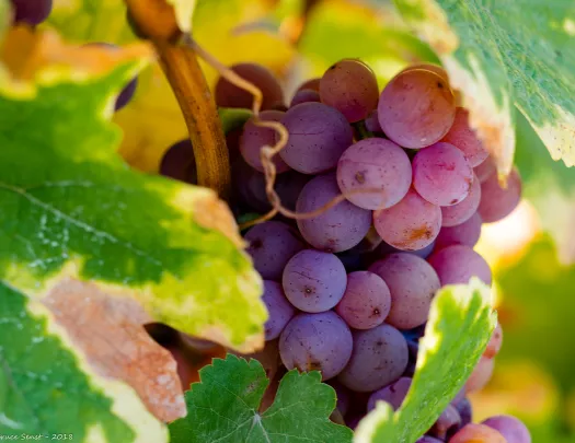 Grapes in Alsace