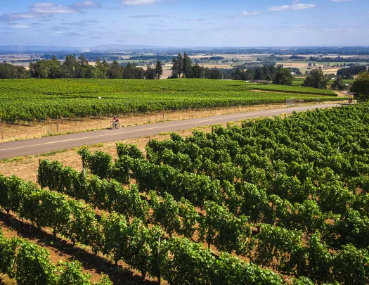 Guest in middle ground riding through vineyard.
