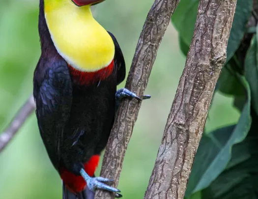Toucan Costa Rica