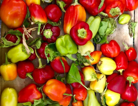 Shot of different varieties of bell peppers.