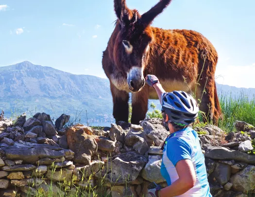 Guest petting Catalan Donkey.