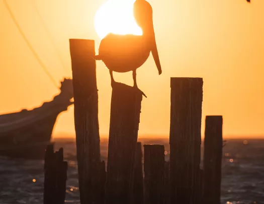 Pelican Silhouette Sunset