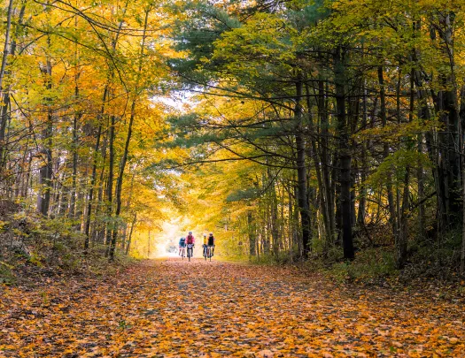 two bikers surrounded by trees