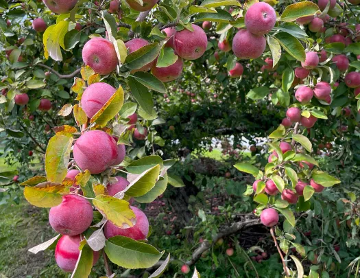 Apples dangling from branches of a tree