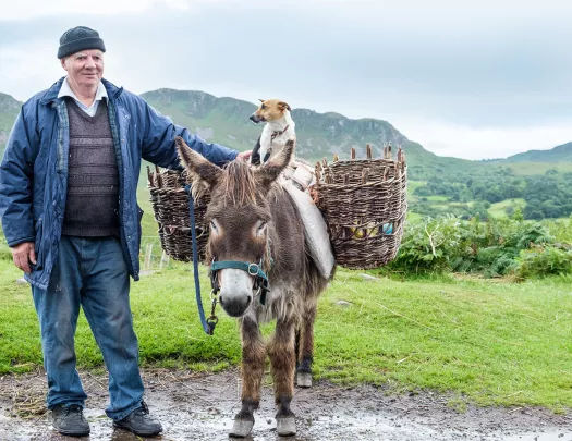 Local, Dog and Donkey Ireland