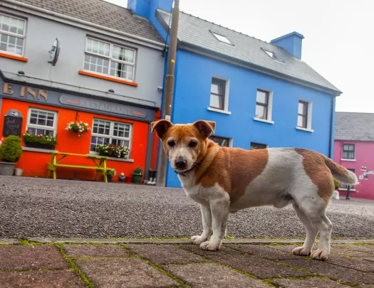 Dog in Front of Shops Ireland