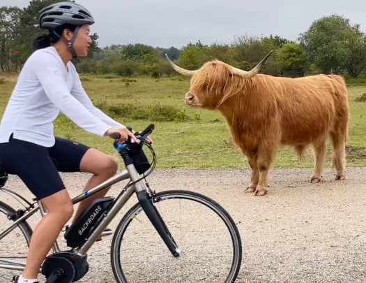 Female biker in front of highland cattle