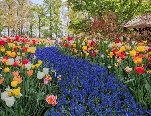 Field of lavender surrounded by other flowers