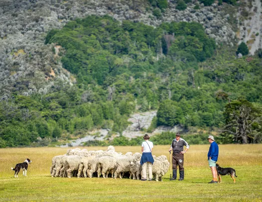 Asia & Pacific Sheep