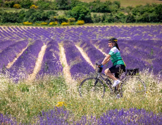 Woman in a green jersey biking in a field of lavender flowers