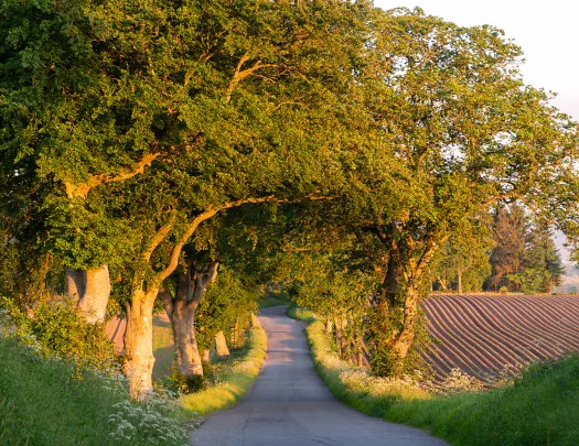 Winding Road Under Trees Scotland