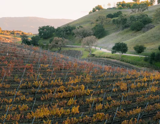 California vineyard during sunrise.