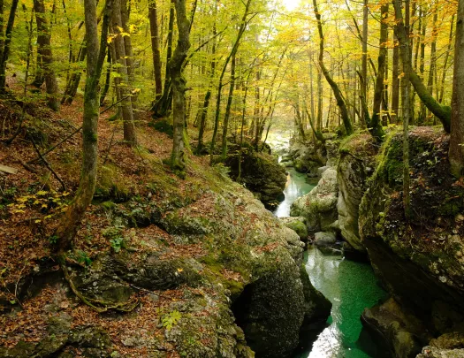 a creek flowing through a heavily wooded area