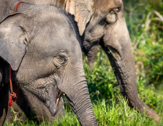 Two elephants walking through a grassy field