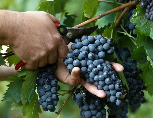 Close up of hand tending to red grapes.