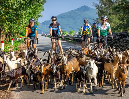 a group of cyclists get stuck behind a herd of goats