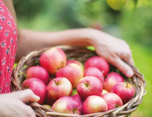 Shot of person carrying bushel of apples.