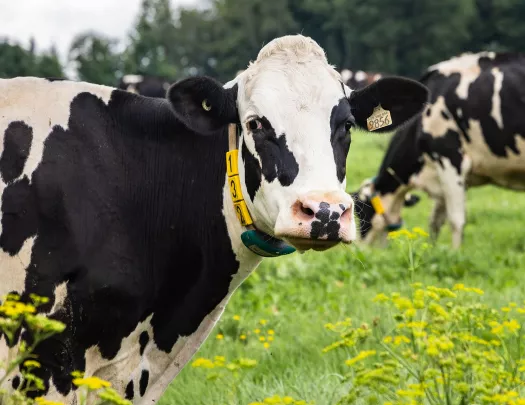 Herd of cows walking on a grassy field