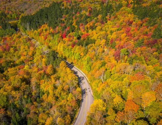 Bird's eye shot of autumnal forest, road.