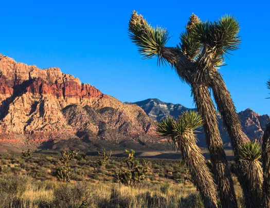 Open valley with Joshua trees and canyons in the background