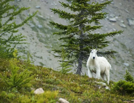 White goat walking on a hill with dried trees behind it