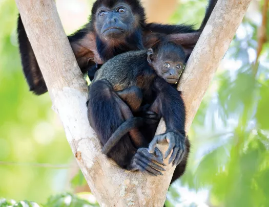 Monkeys in Tree Costa Rica