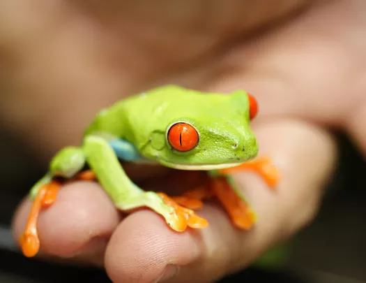 Frog in Guest's Hand