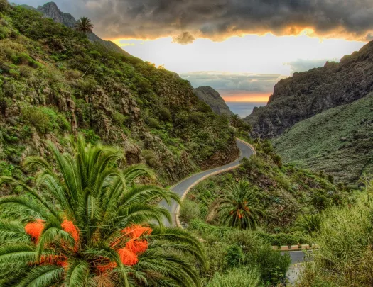 Road surrounded by tall cliffs full of plants and tall trees