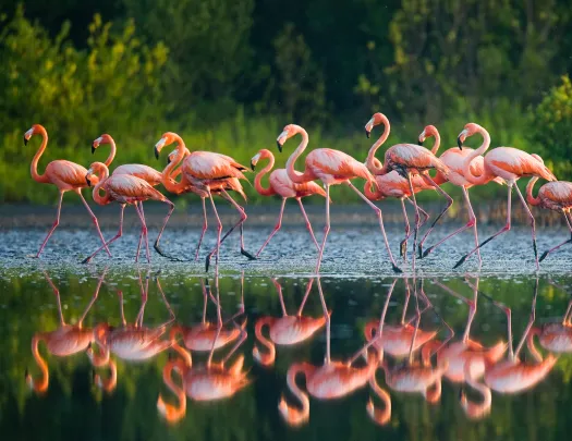 Flock of flamingos walking through a shallow pond