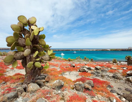 Cactus Coast Ecuador
