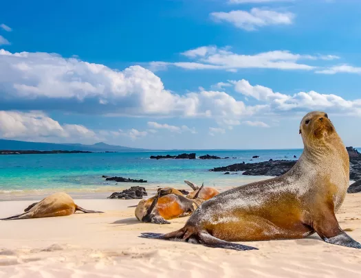 Sandy Beach Sea Lion Ecuador
