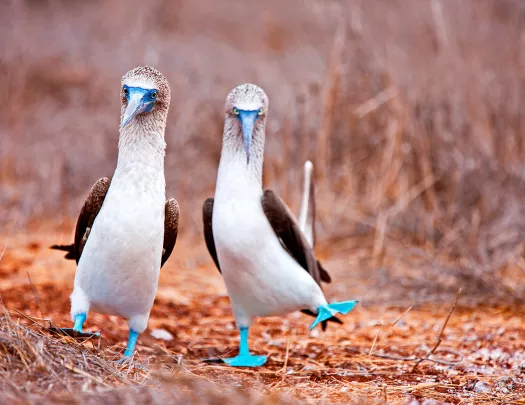 Two Blue Boobie Birds 