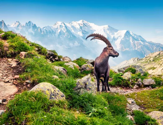 Alpine Ibex on top of mountain.