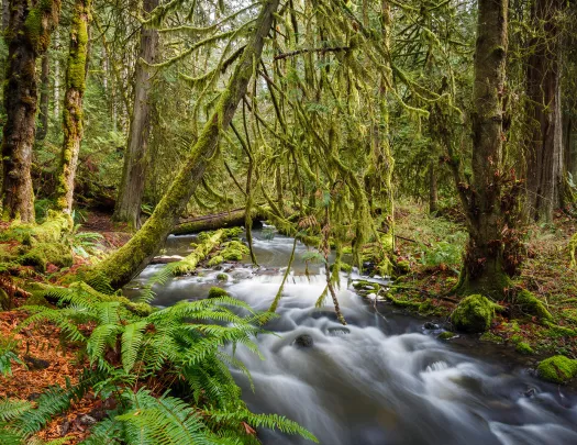 River in the middle of a forest with water hitting the rocks