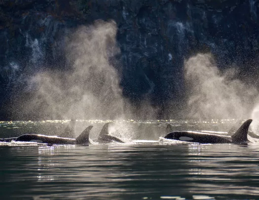 Multiple whales above sea level
