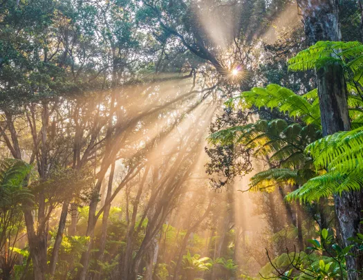 Forest with tall trees and the sun peeking through the trees