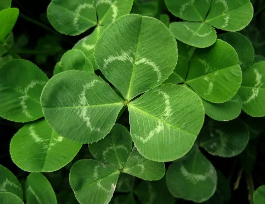 Shamrock Ireland