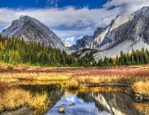 Valley with tall trees and large mountains in the background