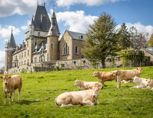 Herd of cows laying on a grass field, with a large castle-like building in the background