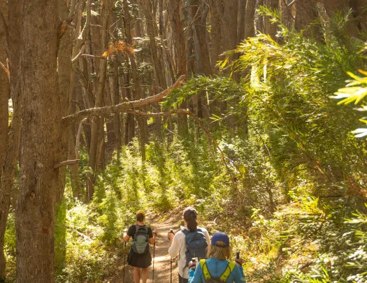 Three guests walking down forest trail, sunlight shining through.