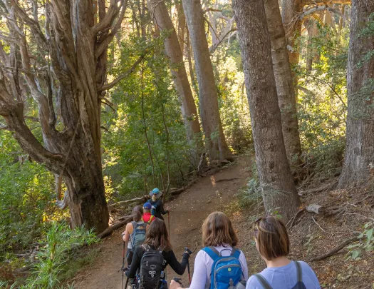 Five guests walking down forest trail, sun shining through trees.