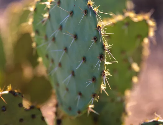 Close-up shot of cactus spikes