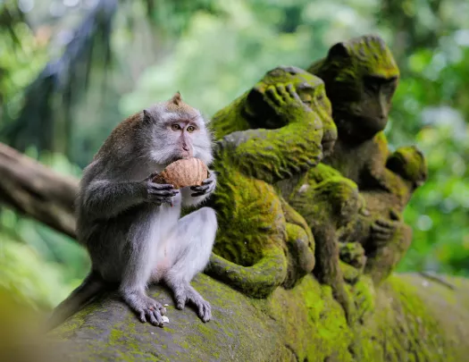 Monkey eating a pastry next to a statue of two monkeys