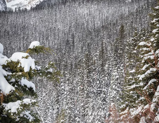 Group of guests walking in snowy forest clearing, large snowcaps in distance.